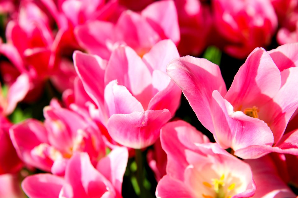 Flower Pink Flowering Plant Plant