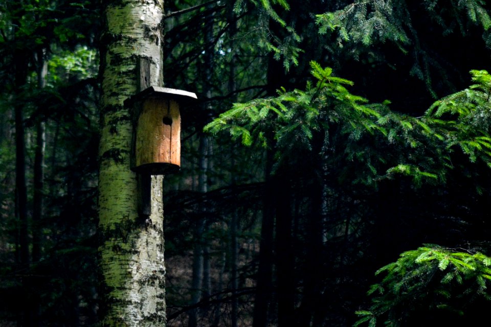 Nature Reserve Forest Vegetation Old Growth Forest photo