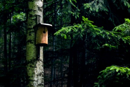 Nature Reserve Forest Vegetation Old Growth Forest photo