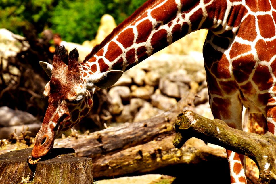 Giraffe Terrestrial Animal Giraffidae Fauna