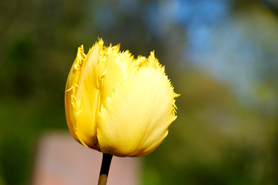 Flower Yellow Plant Tulip