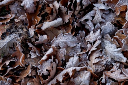 Leaf Frost Wood Scrap