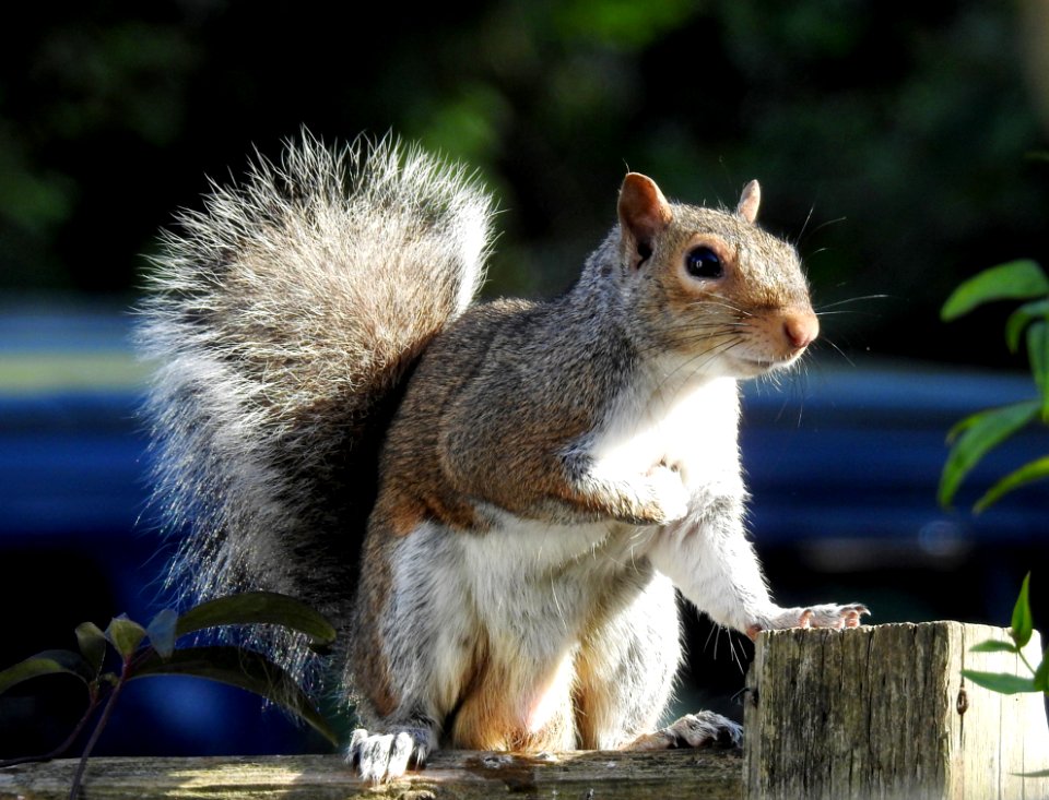 Squirrel Fauna Mammal Wildlife
