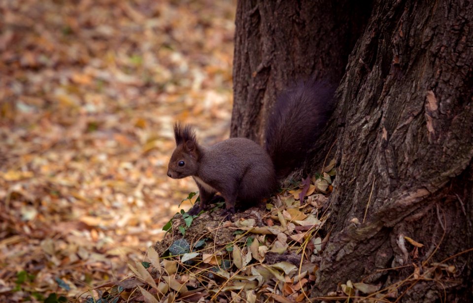 Squirrel Mammal Fauna Fox Squirrel