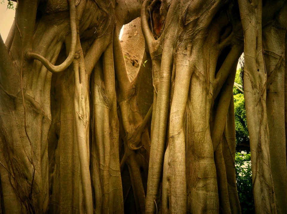 Tree Woody Plant Trunk Wood