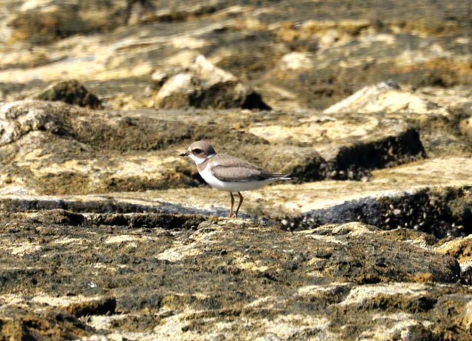 SEMIPALMATED PLOVER (9-2-2017) Kaloko-honokohau Nat Historic Park Kona Area Hawaii Co Hawaii -02