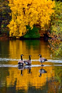 Three Canada Geese In Shallow River