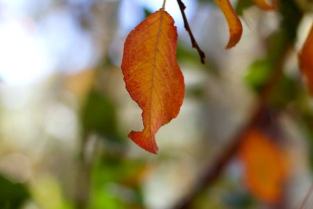 Branch Twig Amber Natural Landscape photo