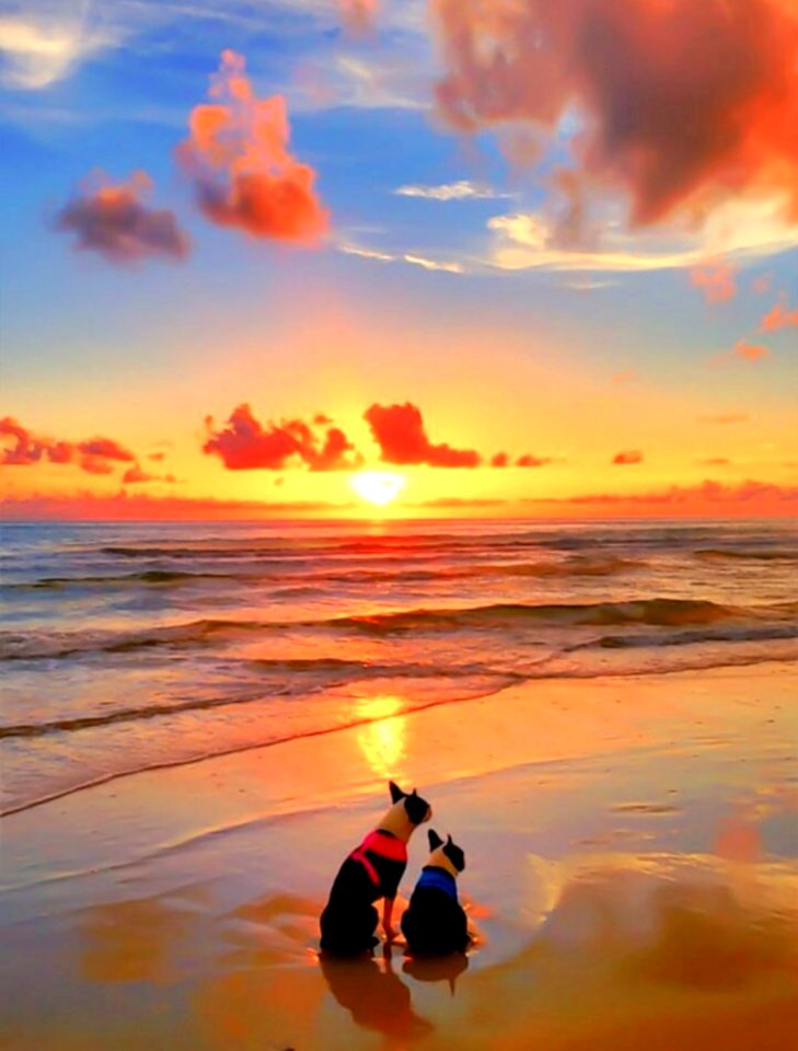 Two Dogs On Beach At Sunset