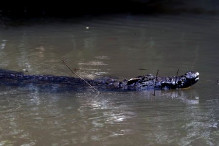 Siamese Crocodile (Crocodylus Siamensis)10001996