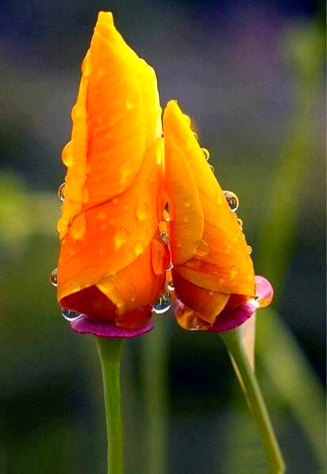 Yellow Iris Flower Buds