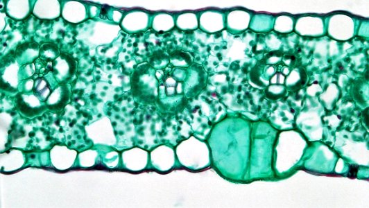 Angiosperm Morphology Bulliform Cells In Zea Leaf photo