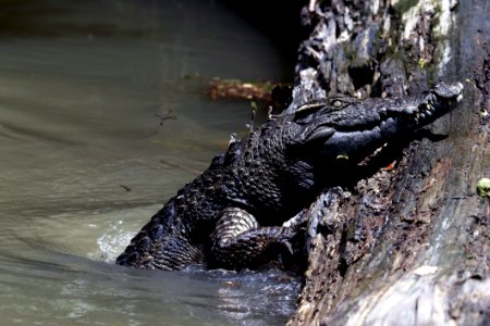 Siamese Crocodile (Crocodylus Siamensis)10001996 photo