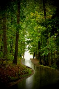 Road Through A Forest