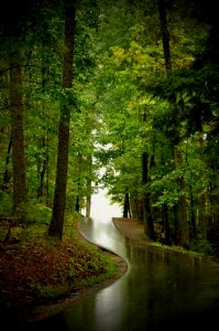 Road Through A Forest photo