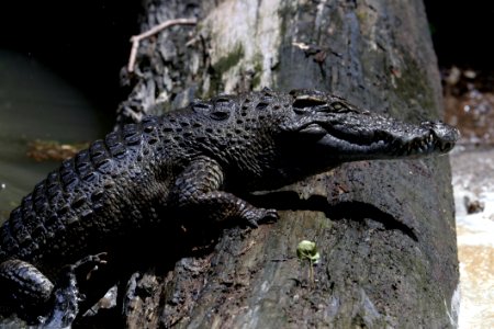 Siamese Crocodile (Crocodylus Siamensis)10001996
