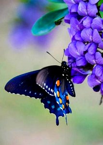 Butterfly On Flower