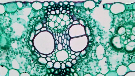 Angiosperm Morphology The Closed And Collateral Vascular Bundle In Zea photo