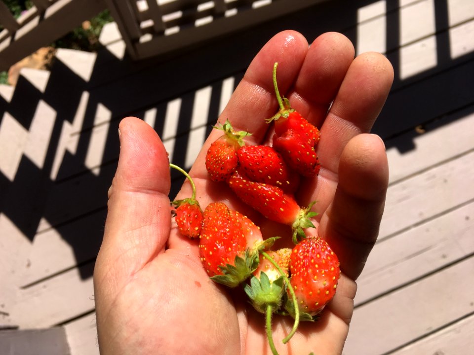 Another Small Handful Of Berries