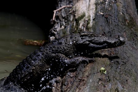 Siamese Crocodile (Crocodylus Siamensis)10001996