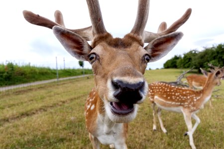 Deer Wildlife Fauna Antler photo