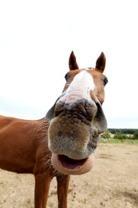 Horse Bridle Mane Halter photo