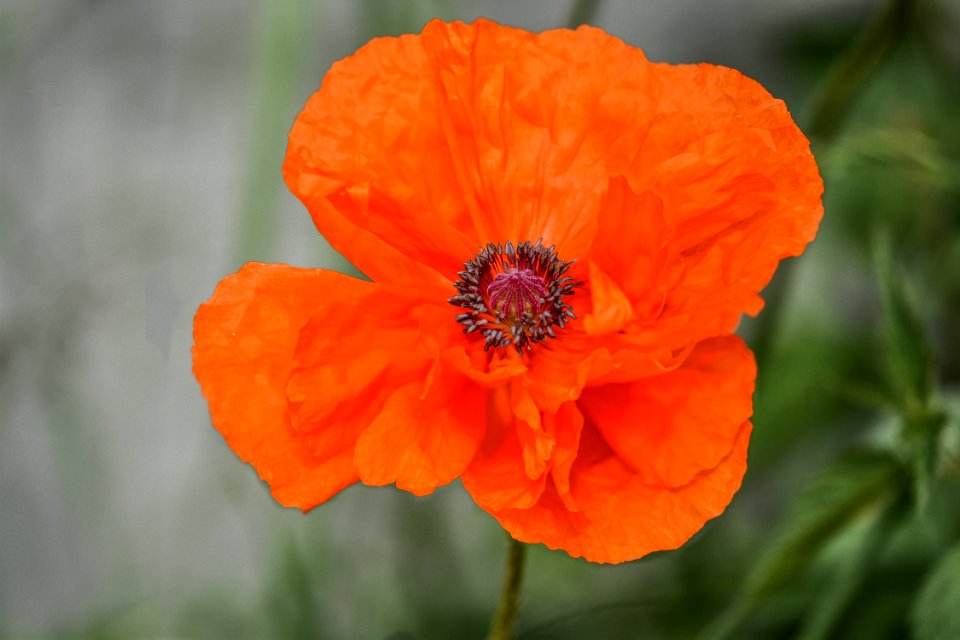 Flower Wildflower Poppy Flora