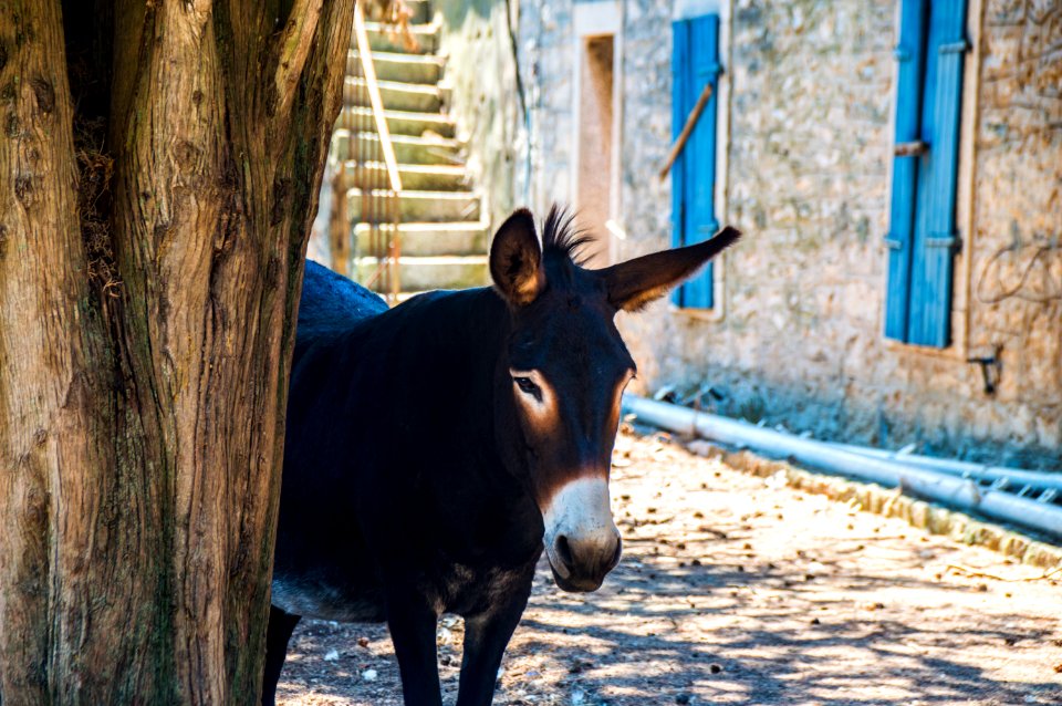 Donkey Horse Like Mammal Pack Animal Livestock