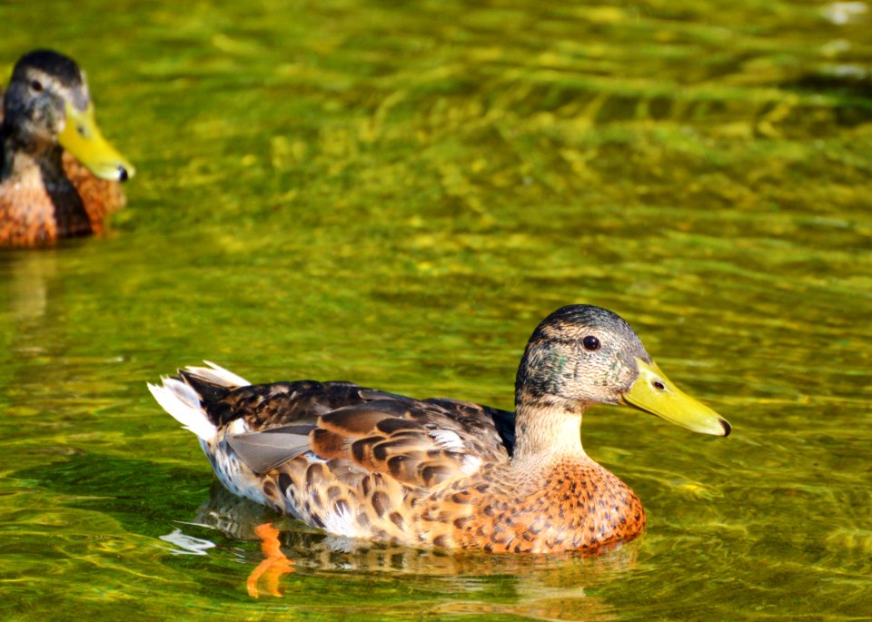 Duck Bird Mallard Water Bird