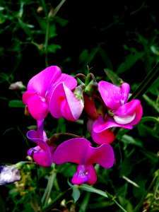 Flora Plant Flower Pink