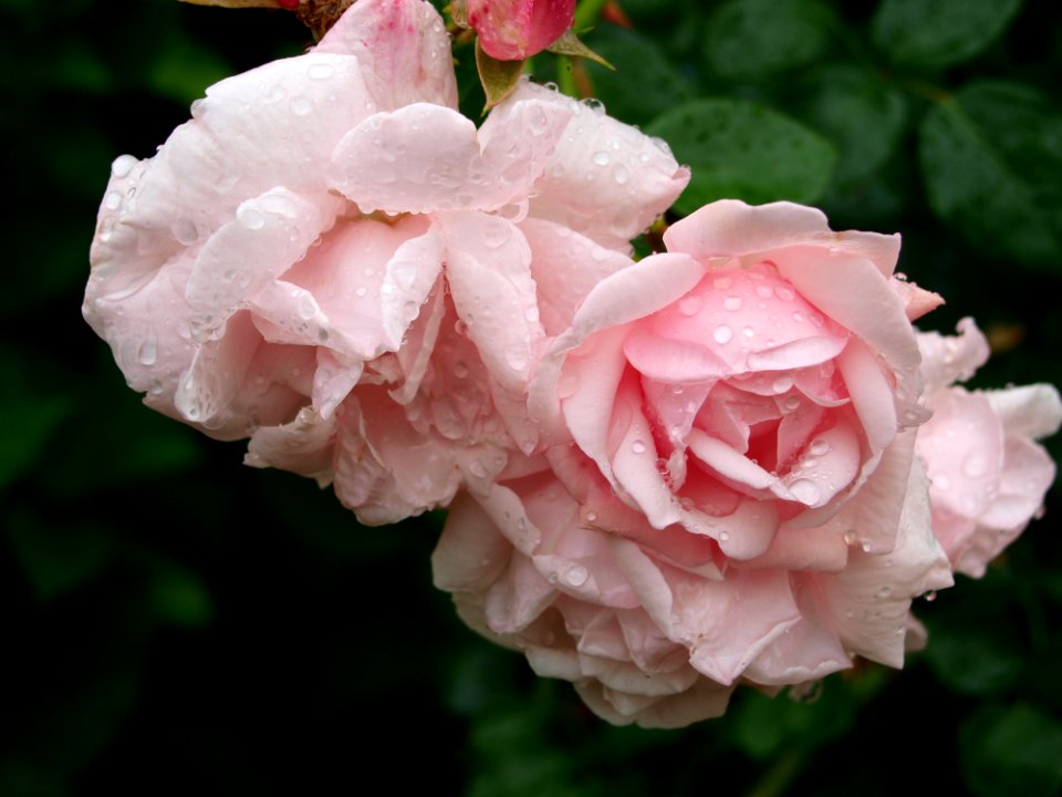 Rose Flower Rose Family Pink