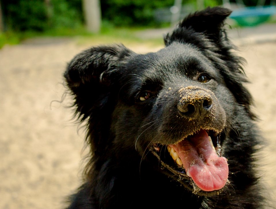 Dog Dog Like Mammal Dog Breed Dog Breed Group