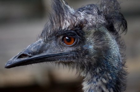 Emu Bird Beak Ratite photo