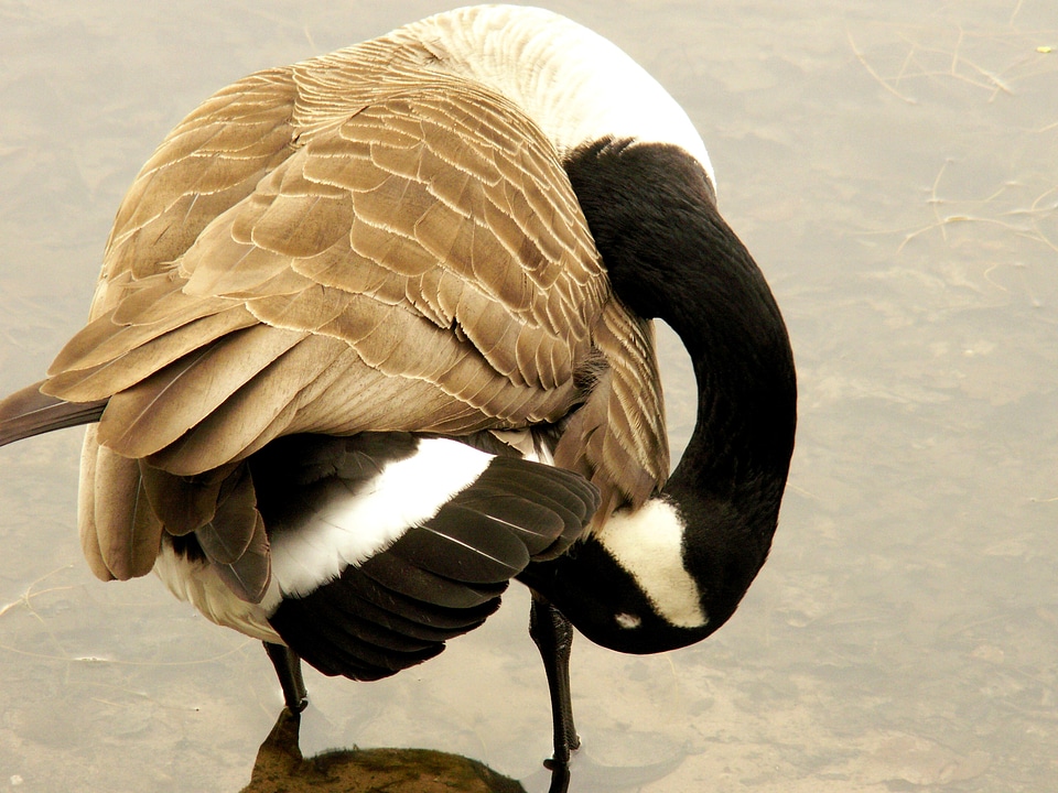 Bird clean animal portrait