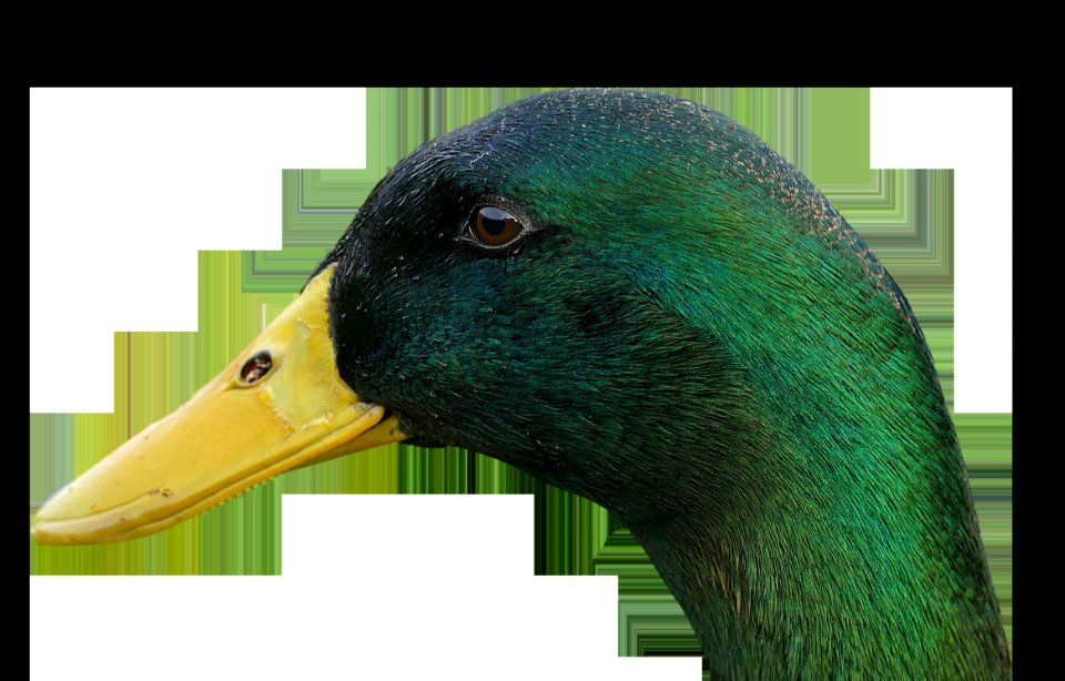 Beak Fauna Duck Bird