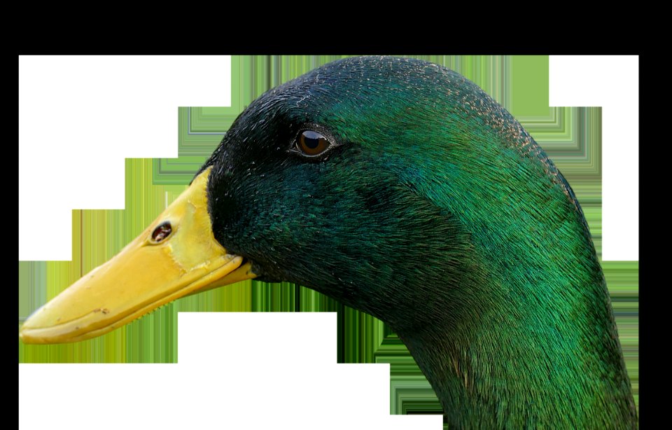 Beak Fauna Duck Bird photo