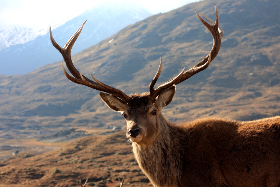 Wildlife Deer Fauna Wilderness