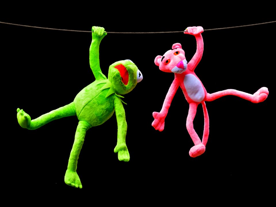 Vertebrate Performing Arts Performance Organism