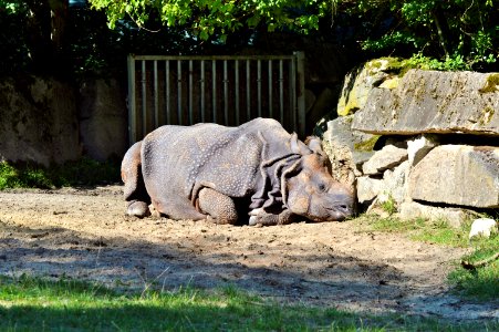 Rhinoceros Fauna Terrestrial Animal Zoo photo