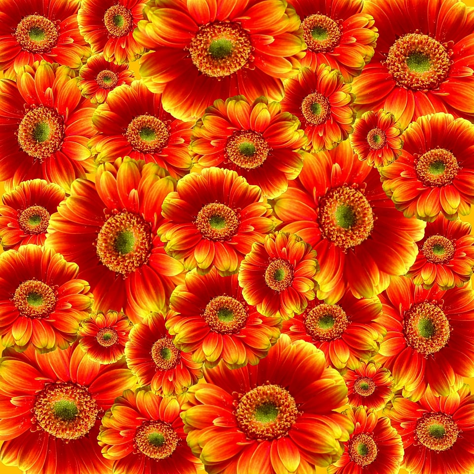 Plant colorful cut flowers
