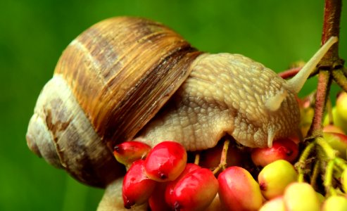 Snails And Slugs Snail Molluscs Invertebrate photo
