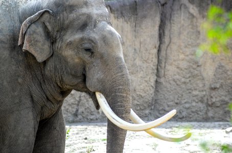 Elephant Elephants And Mammoths Indian Elephant Mammal