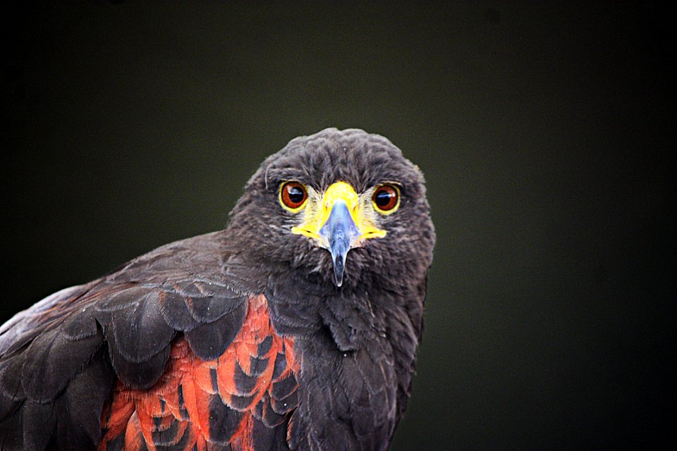 Beak Bird Bird Of Prey Fauna