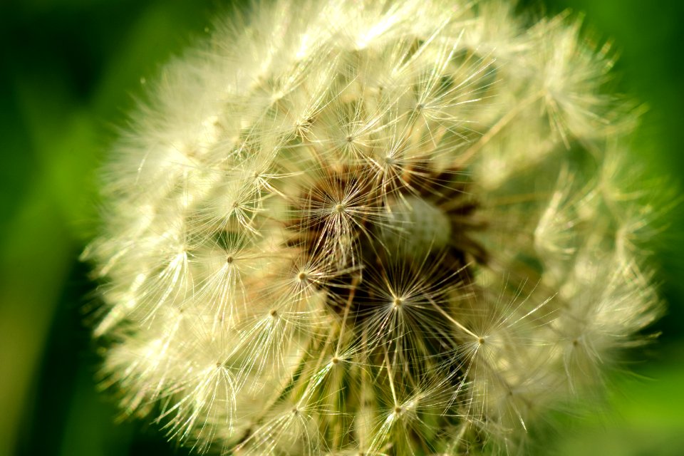 Flower Dandelion Vegetation Close Up
