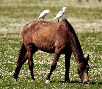 Pasture Mare Wildlife Fauna