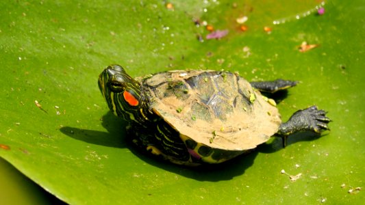 Turtle Emydidae Fauna Reptile