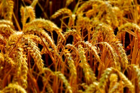 Food Grain Grain Grass Family Wheat photo