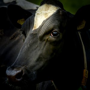 Cattle Like Mammal Horn Fauna Cow Goat Family
