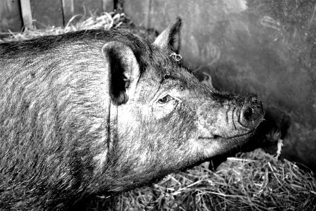 Pig Like Mammal Black And White Pig Fauna photo