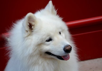 Dog Dog Like Mammal Dog Breed Mammal
